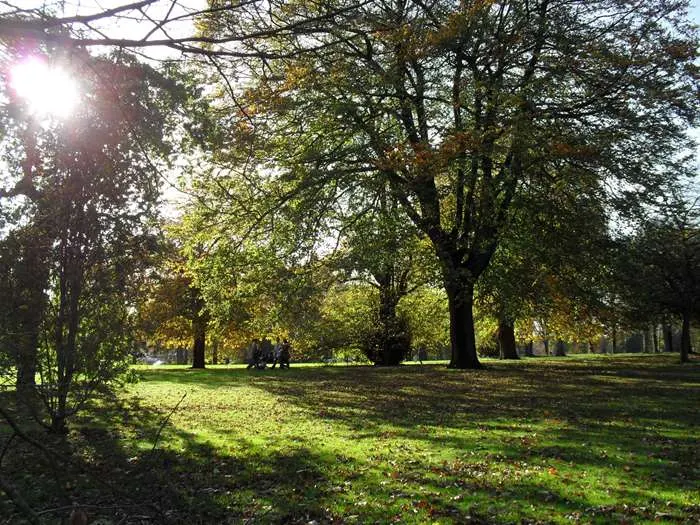 Sunlit park with mature trees lining a grassy open space, distant visitors seated on the lawn.