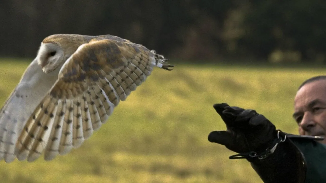 A barn owl in flight with wings spread, gloved handler's arm visible below against a blurred green field background.