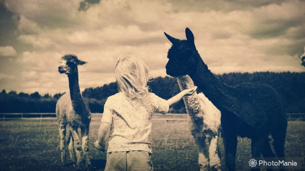 Child with blonde hair petting a dark alpaca in a pasture, with another alpaca visible nearby and woodland in the background.