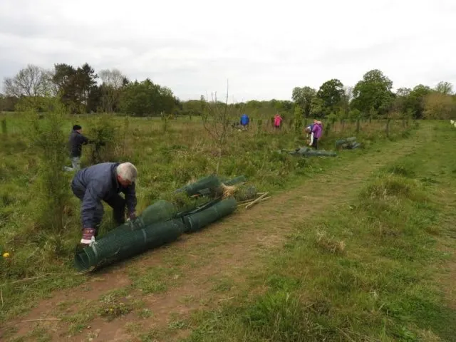 A man bends down to move a rolled green tree shelter whilst other visitors work across a grassy field with newly planted saplings.