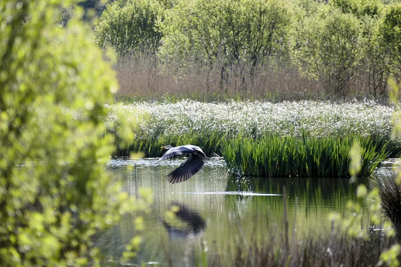 A large black bird in flight over water surrounded by reeds and flowering plants, with woodland beyond.
