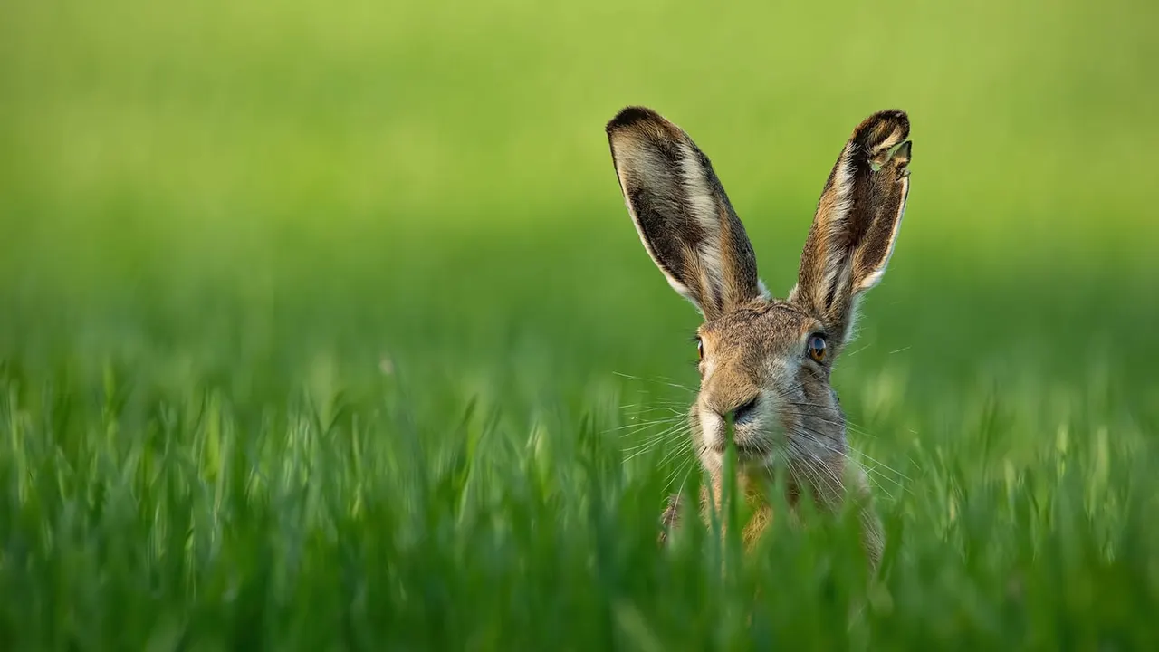 Hare standing in tall green grass, looking towards camera with ears upright.