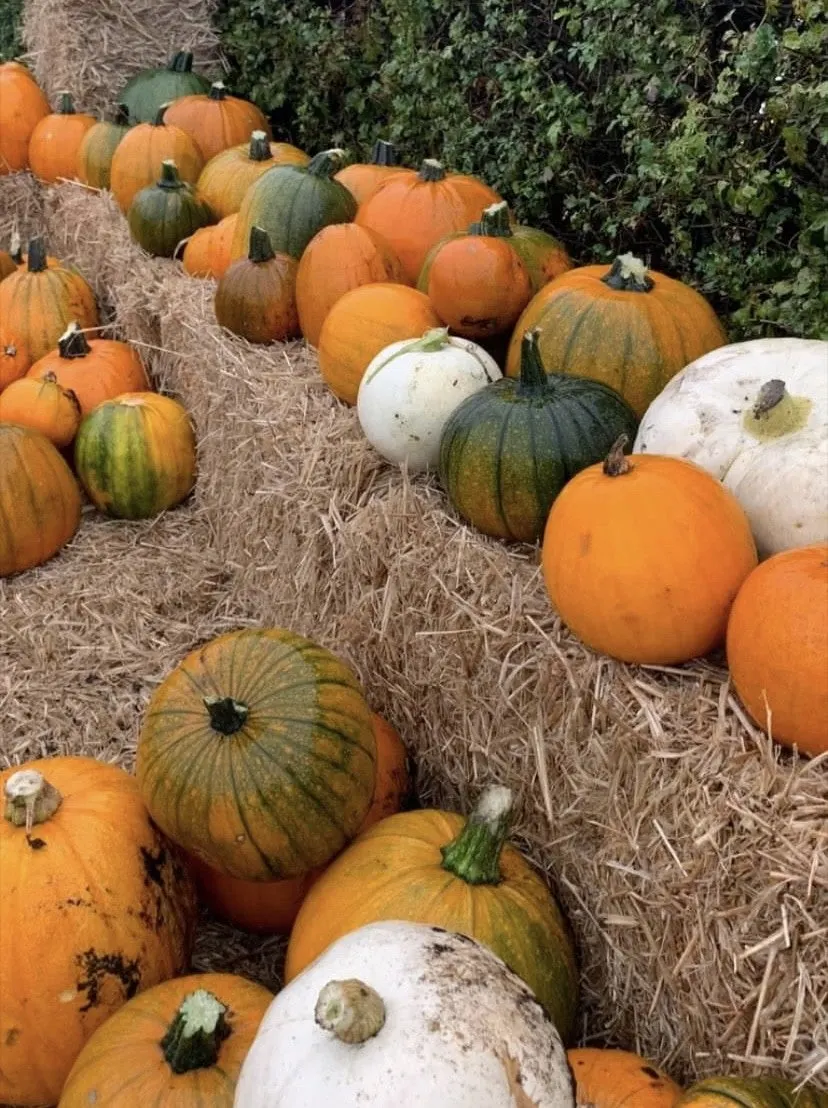 Pumpkins and squashes in various colours arranged on straw with climbing ivy in background.