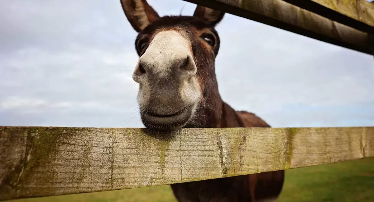 Horse looking over a wooden fence with a white blaze on its face.