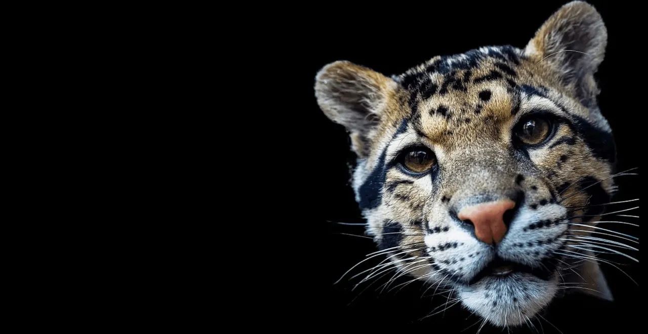 Close-up portrait of a clouded leopard's face against a black background.