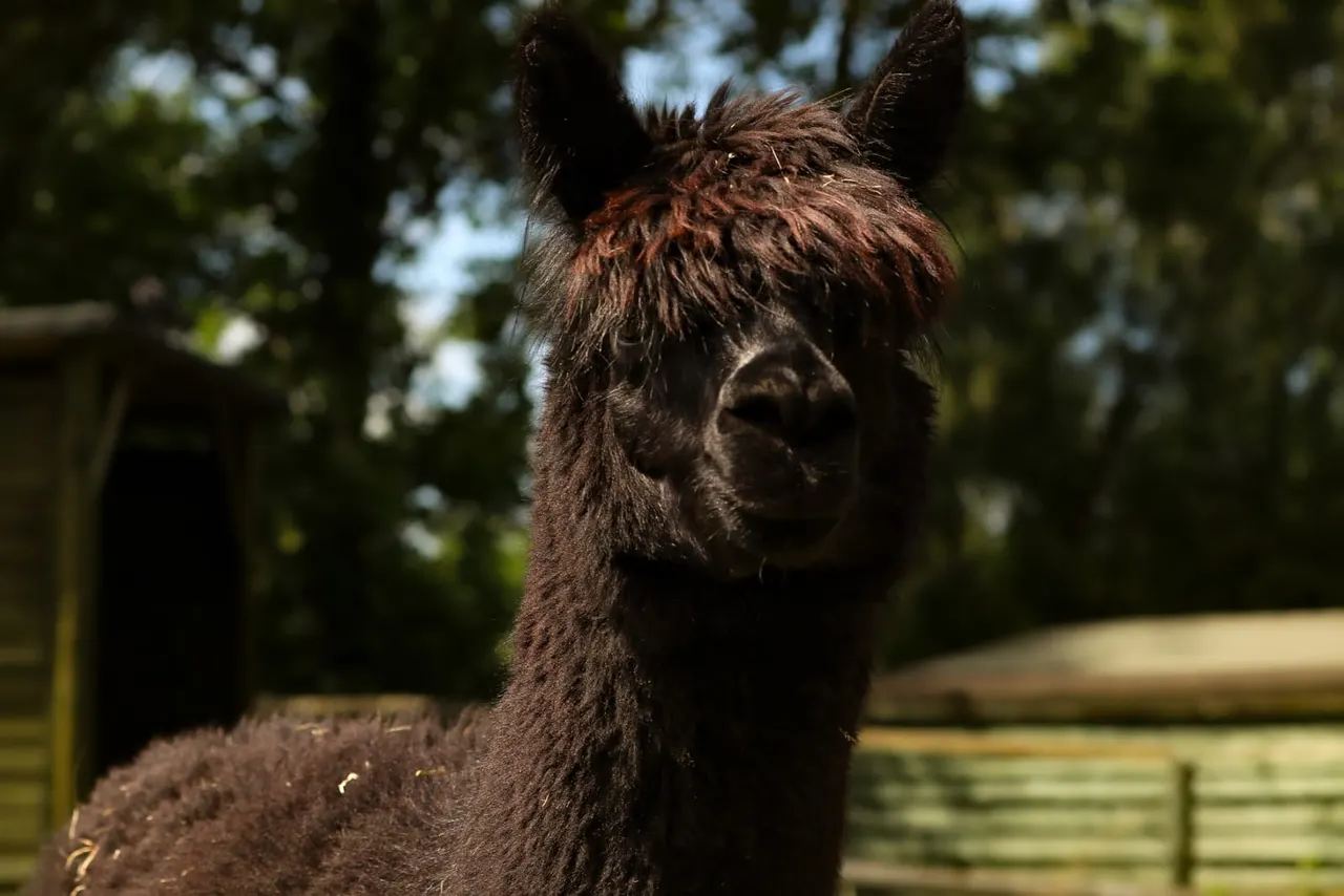 Dark brown llama with pointed ears looking towards the camera in a sunny paddock with trees behind.