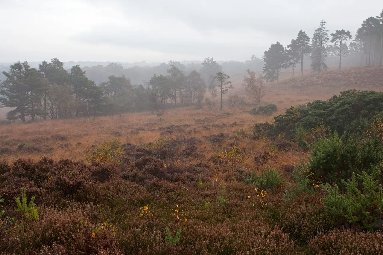 Misty heathland landscape with scattered trees and low vegetation under overcast sky.