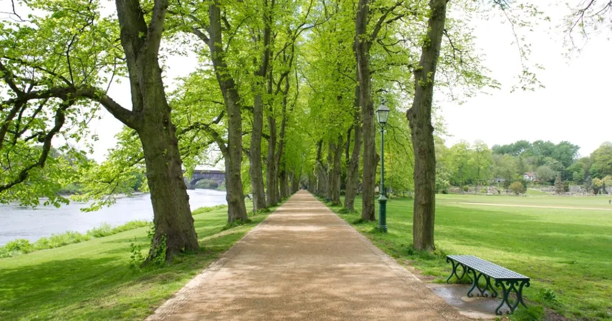 Tree-lined path alongside a river with a bench, green grass and a bridge visible in the distance.