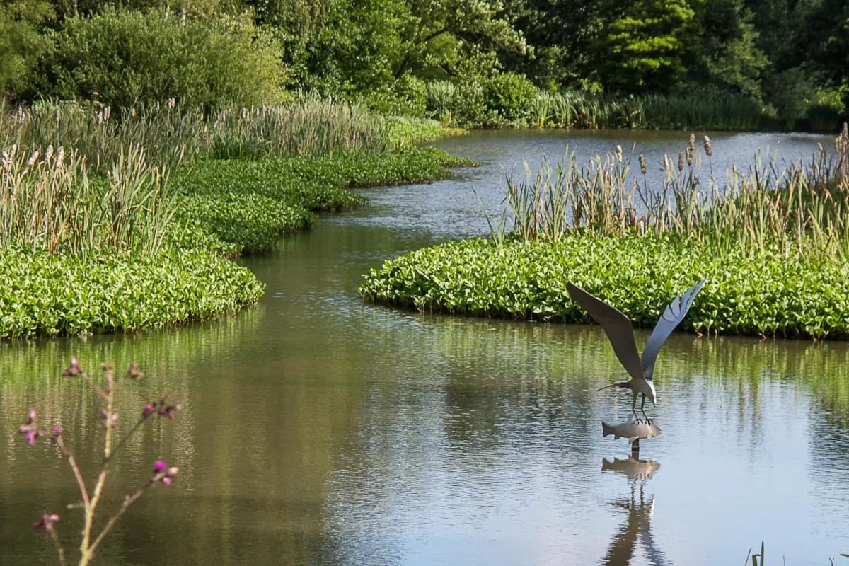 A large bird with wings spread lands on shallow water surrounded by reeds and aquatic vegetation.