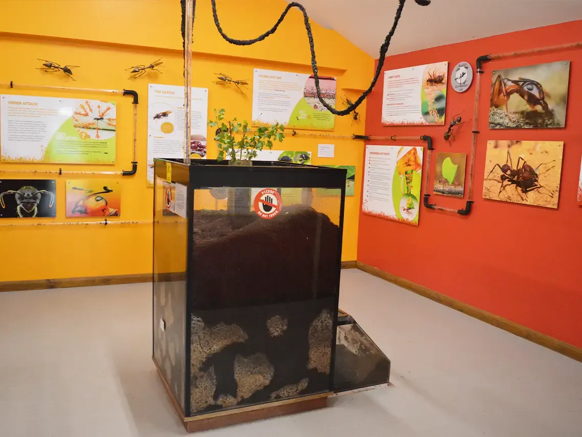Indoor exhibition space with yellow and red walls displaying informational panels and photographs of insects, featuring a central black display case containing sand and rocks.