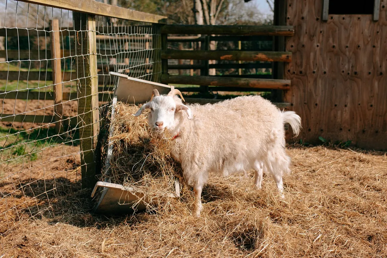 A white goat eats hay from a feeder in a fenced farm enclosure with wooden structures.