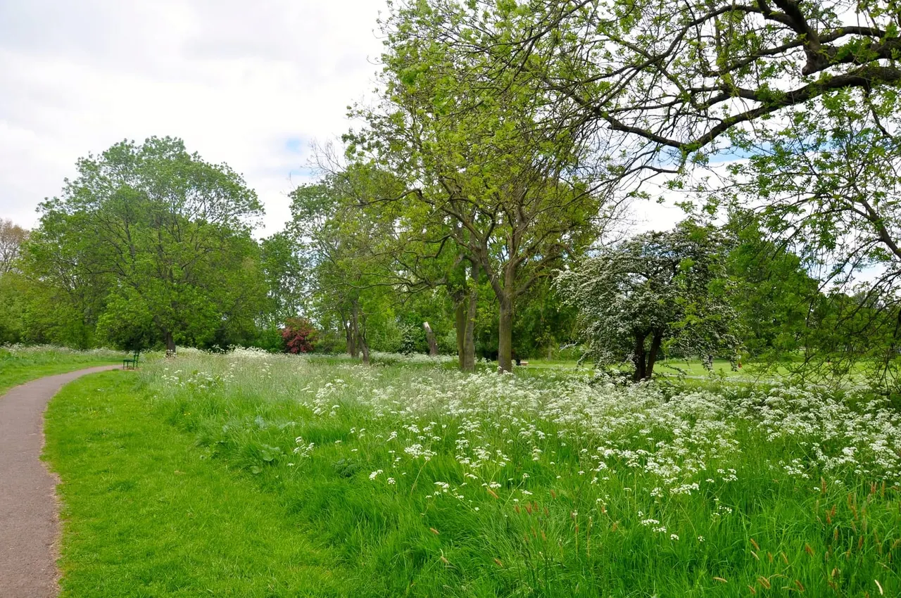 Paved pathway through parkland with mature trees, white wildflowers and green grass, beneath cloudy sky.