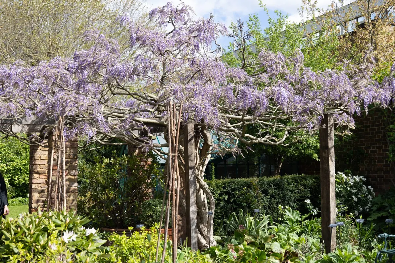 Wisteria with purple flowers drapes over a wooden pergola in a spring garden with surrounding plants and shrubs.