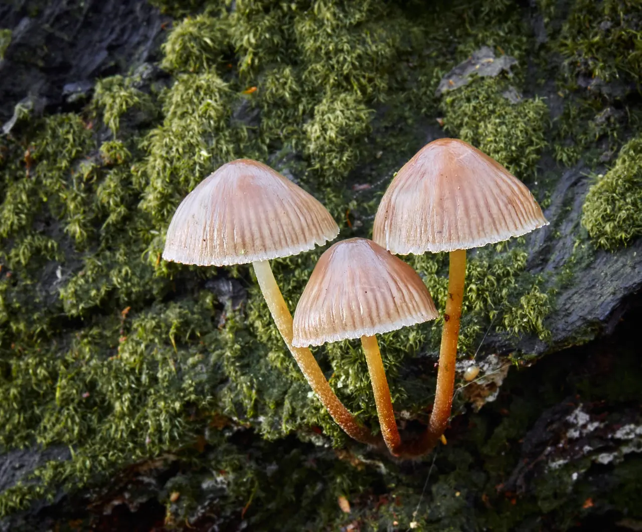 Three small mushrooms with pale caps and thin orange-brown stems growing on moss-covered bark.