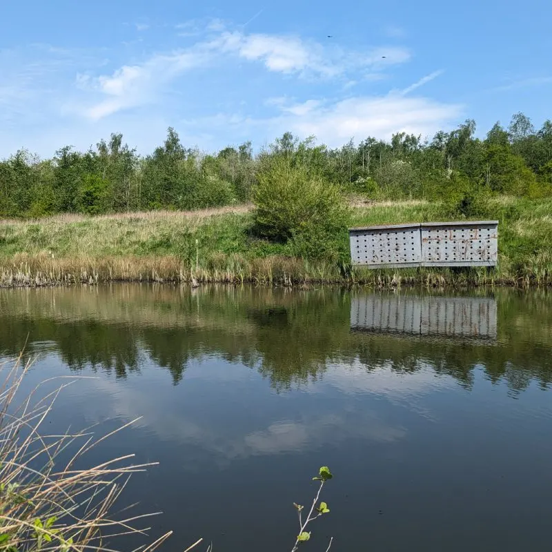 A large white bird observation box sits in shallow water beside a reed-fringed wetland with woodland behind under blue sky.