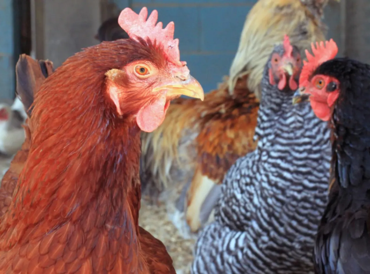 Close-up of colourful chickens with red and patterned plumage in an outdoor farm setting.