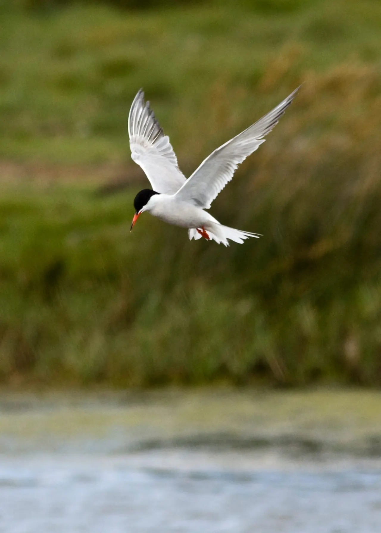 White tern with black cap and red beak in flight over water and vegetation.