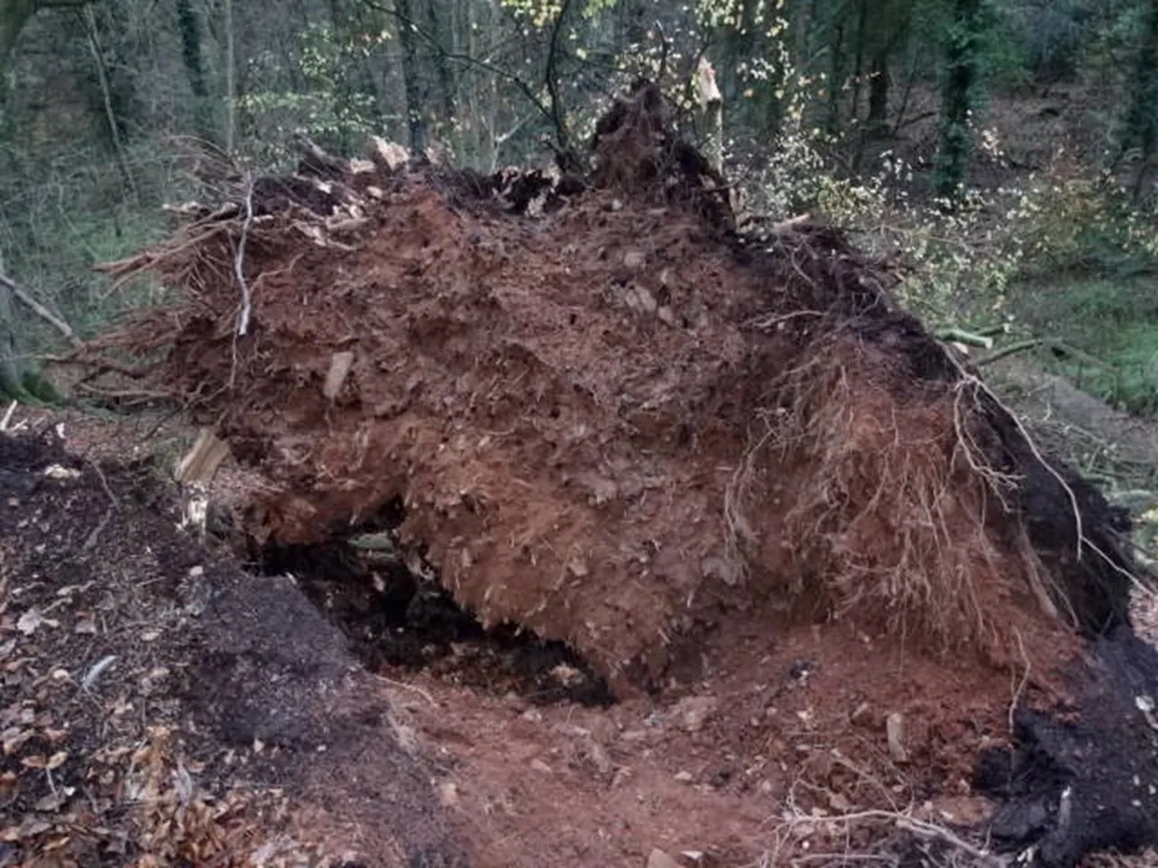 Uprooted tree with exposed root system in woodland setting.