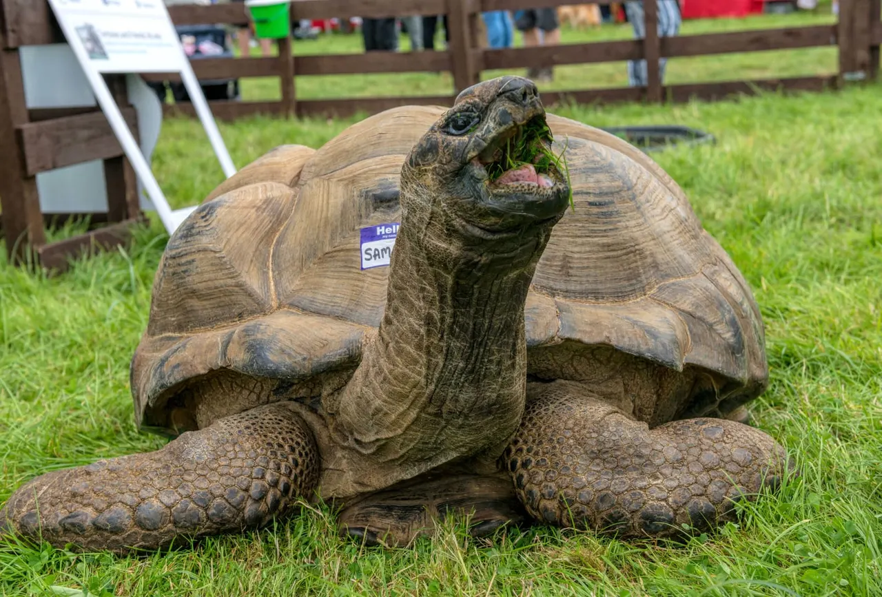 A large tortoise eating grass at a farm show, wearing a name badge, with wooden fencing and visitors in the background.