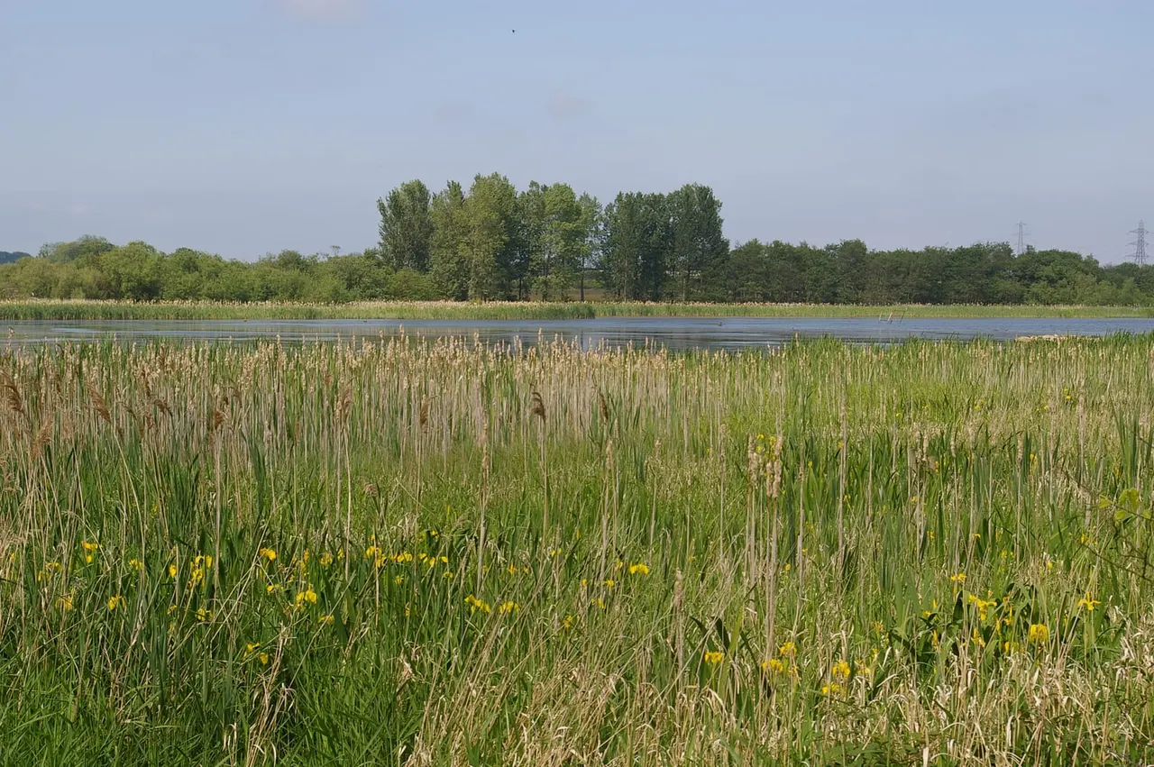 Wetland habitat with reedy vegetation, shallow water, and woodland trees beyond.