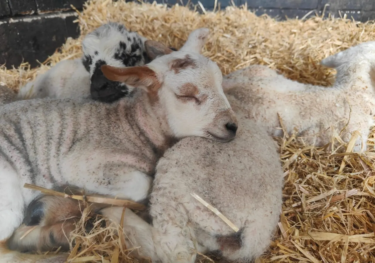 Young goats resting on straw bedding in a farm enclosure.