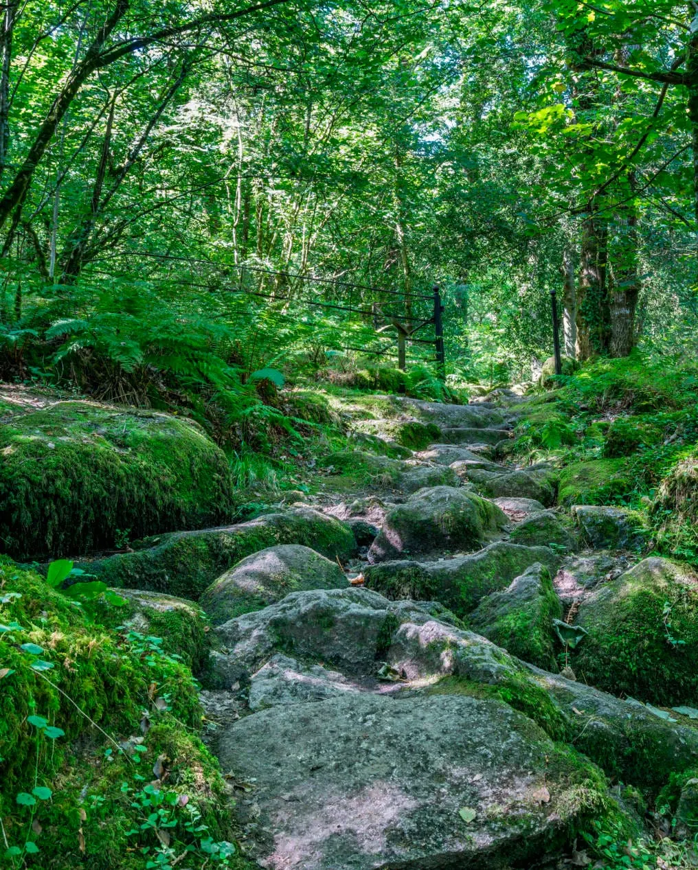 Woodland stream with moss-covered boulders and dense green vegetation beneath a tree canopy.