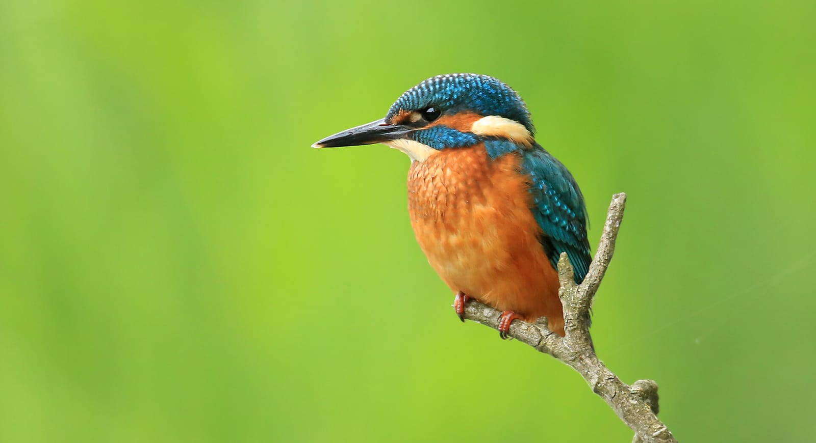 Attenborough Nature Reserve