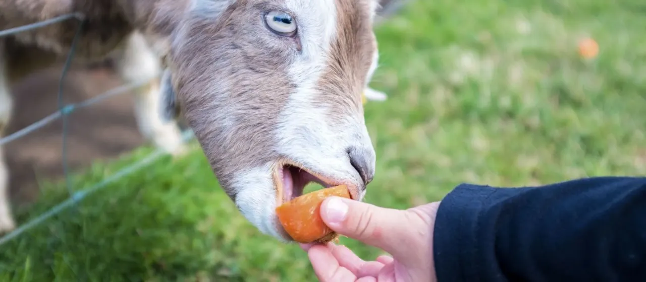 A goat eating from a visitor's hand whilst standing in a grassy enclosure.