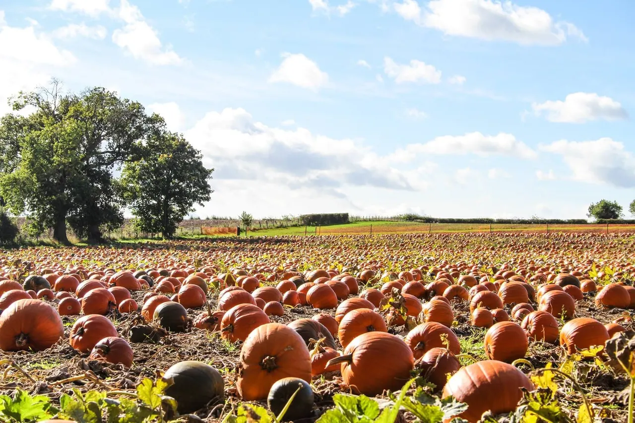 Kids picking pumpkins in the Maxeys field at Kirklington