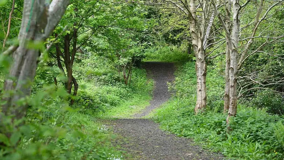 A gravel path winds through dense green woodland with mature trees lining both sides.