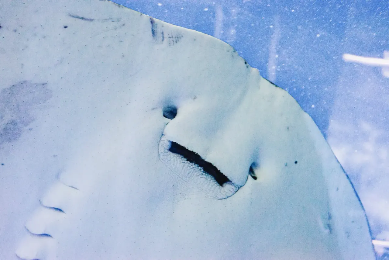 Underwater close-up of a ray's head and mouth against blue water and sandy seabed.