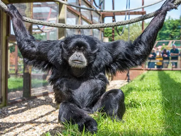 A chimpanzee hangs from a rope with arms outstretched in an outdoor enclosure.