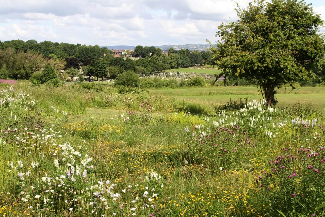 Wildflower meadow with white, yellow and purple blooms, trees and rolling countryside with distant hills and buildings visible.
