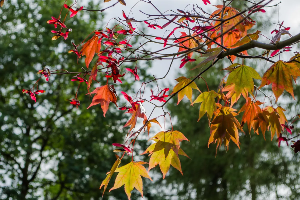 Tree branches displaying autumn foliage in shades of orange, yellow and red with small red flowers.
