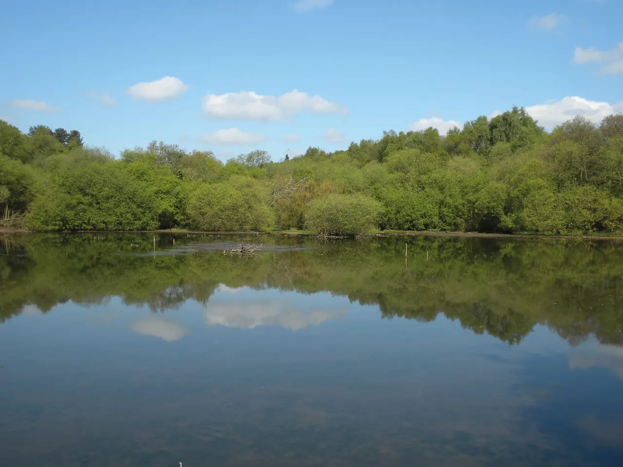 Calm water of a nature reserve lake with dense green woodland and trees reflected in the still surface under blue sky.