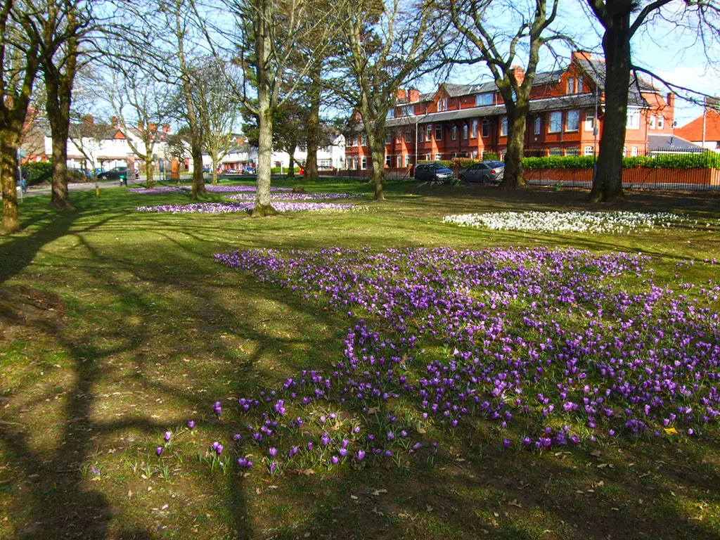Spring flowers blooming in a public park with mature trees and red brick buildings visible beyond.