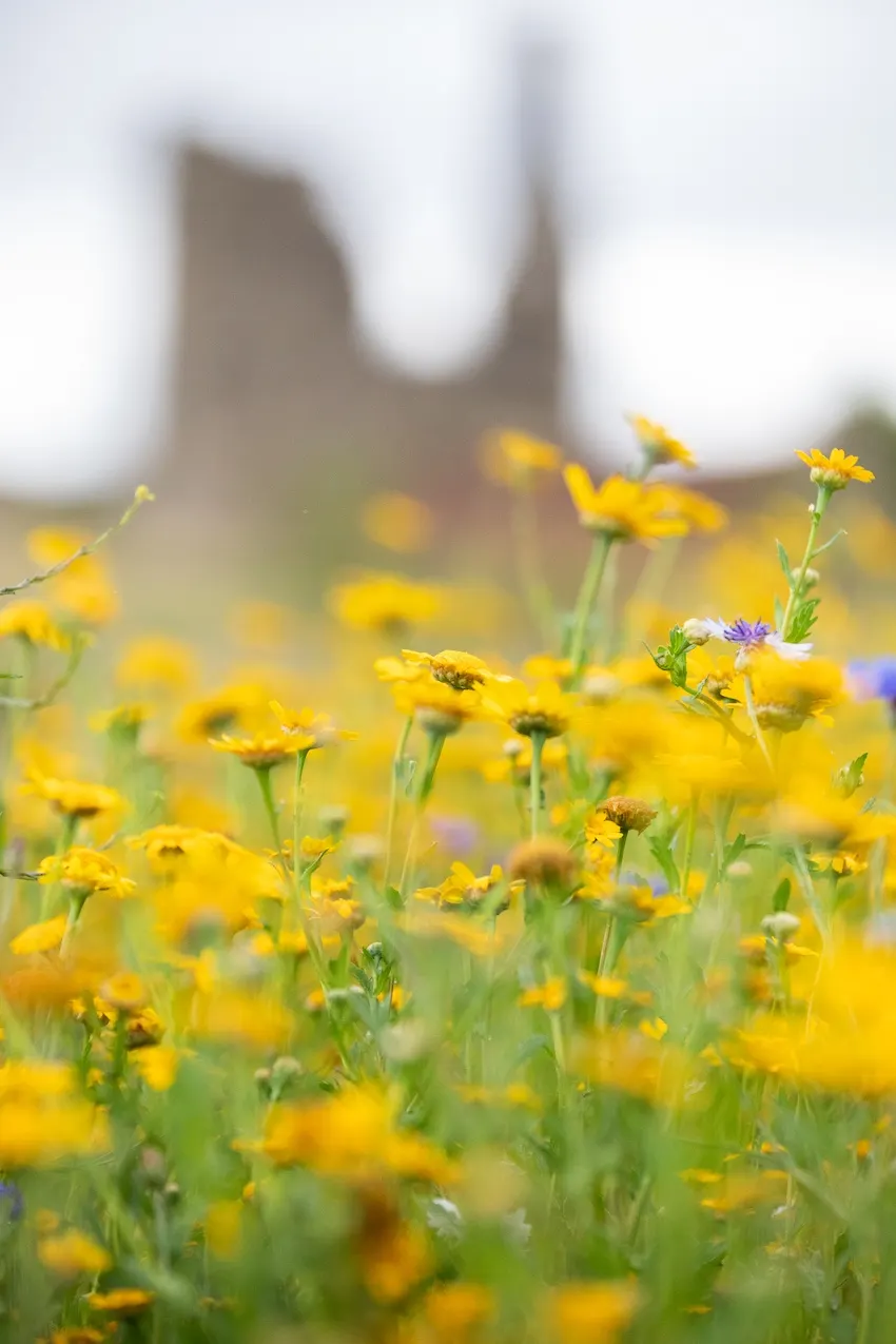 Yellow wildflowers in a meadow with historic stone ruins blurred in the background.