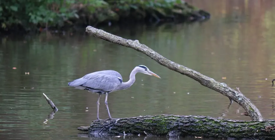 A grey heron wades in shallow water amongst fallen logs and vegetation.