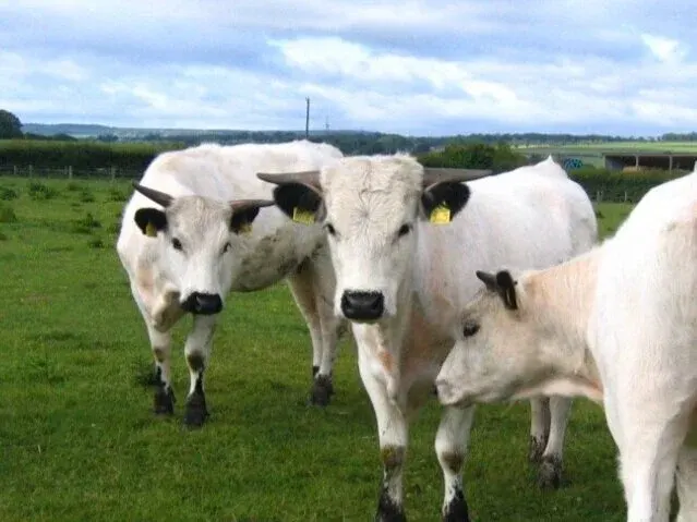 White cattle grazing in a green pasture with rolling countryside and blue sky behind.