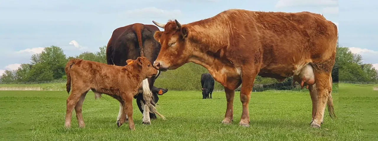 A cow and calf nuzzle each other in a green pasture with other cattle and fencing visible behind them.