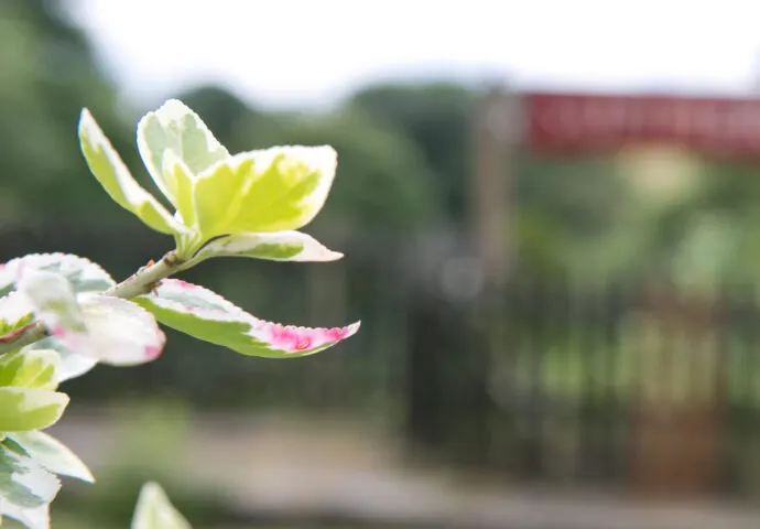 Close-up of delicate white and pink flowers with yellow-green leaves on a branch.