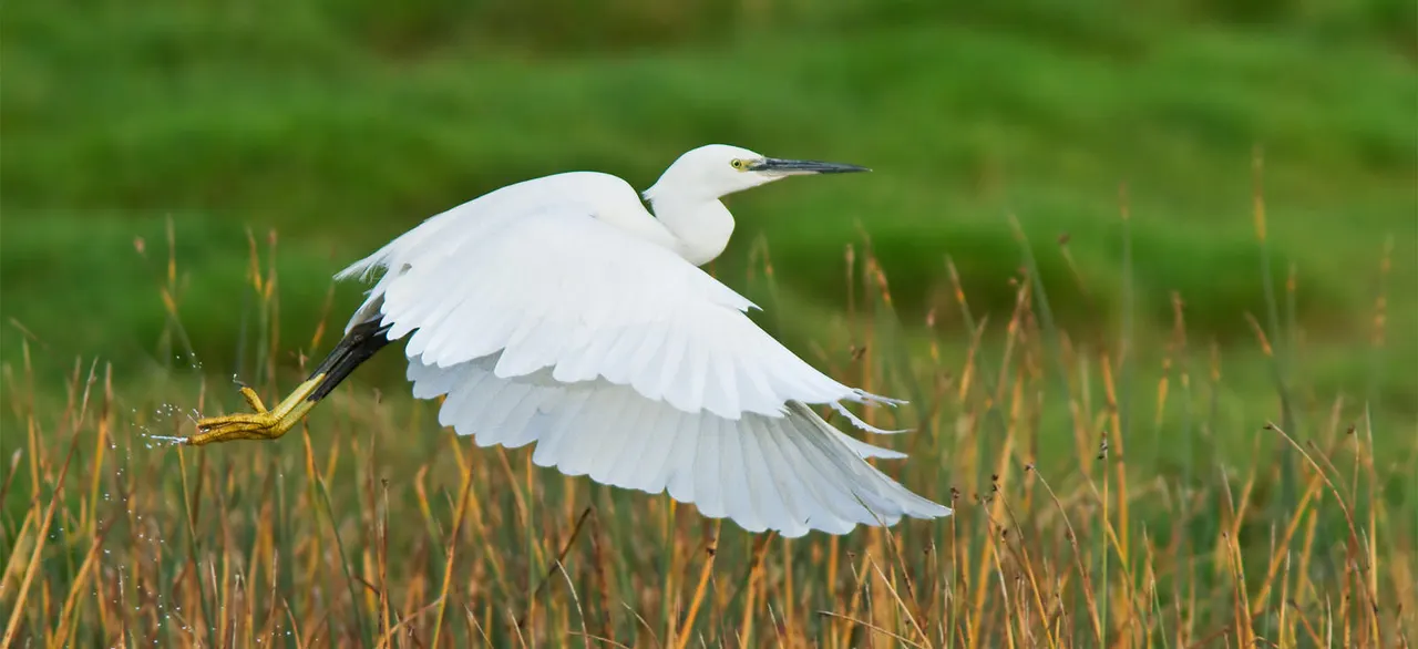 White heron taking flight from marshland with wings spread wide.