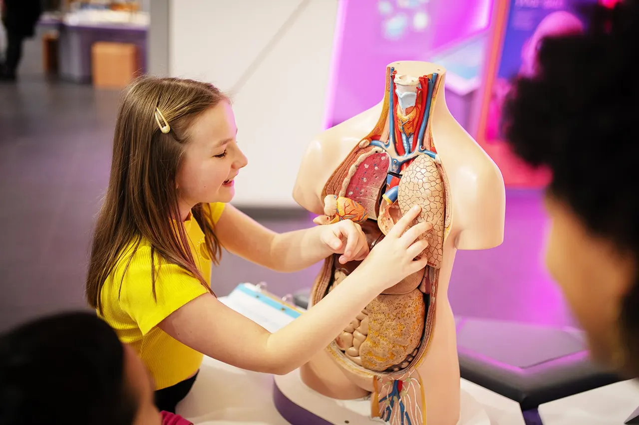 Child in yellow top examining an anatomical model of human organs and torso in an interactive display.