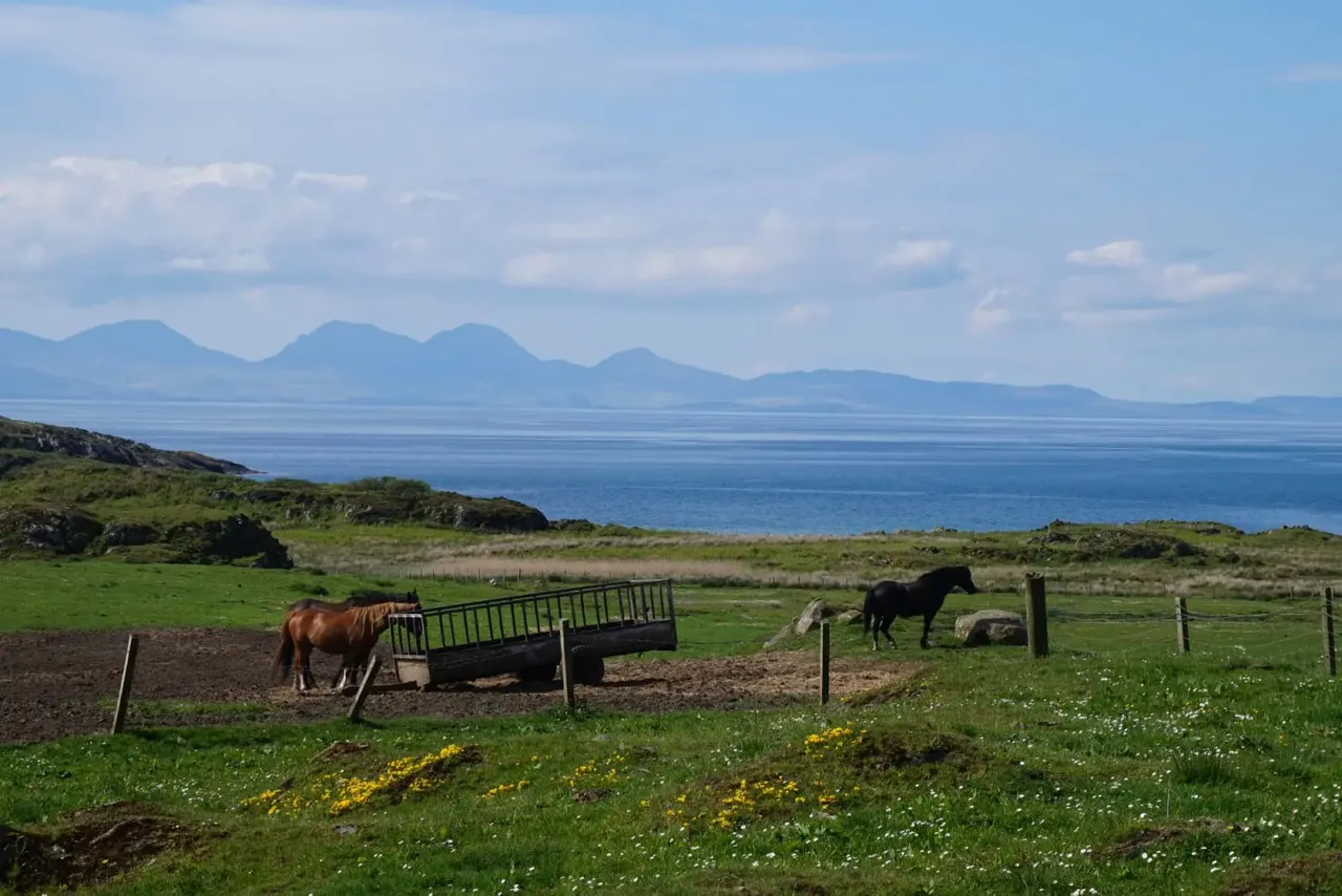 Horses grazing in a green pasture overlooking a calm sea with distant mountains under a blue cloudy sky.