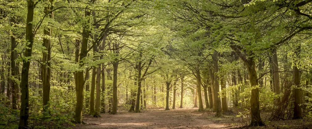Friston Forest