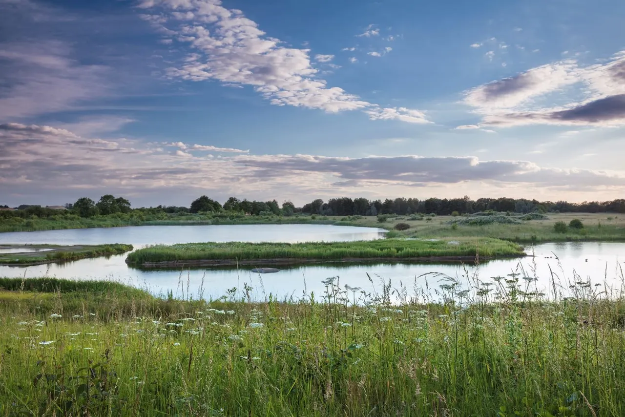 Wetland landscape with shallow pools, reedy vegetation and tree-lined horizon under a partly cloudy sky.