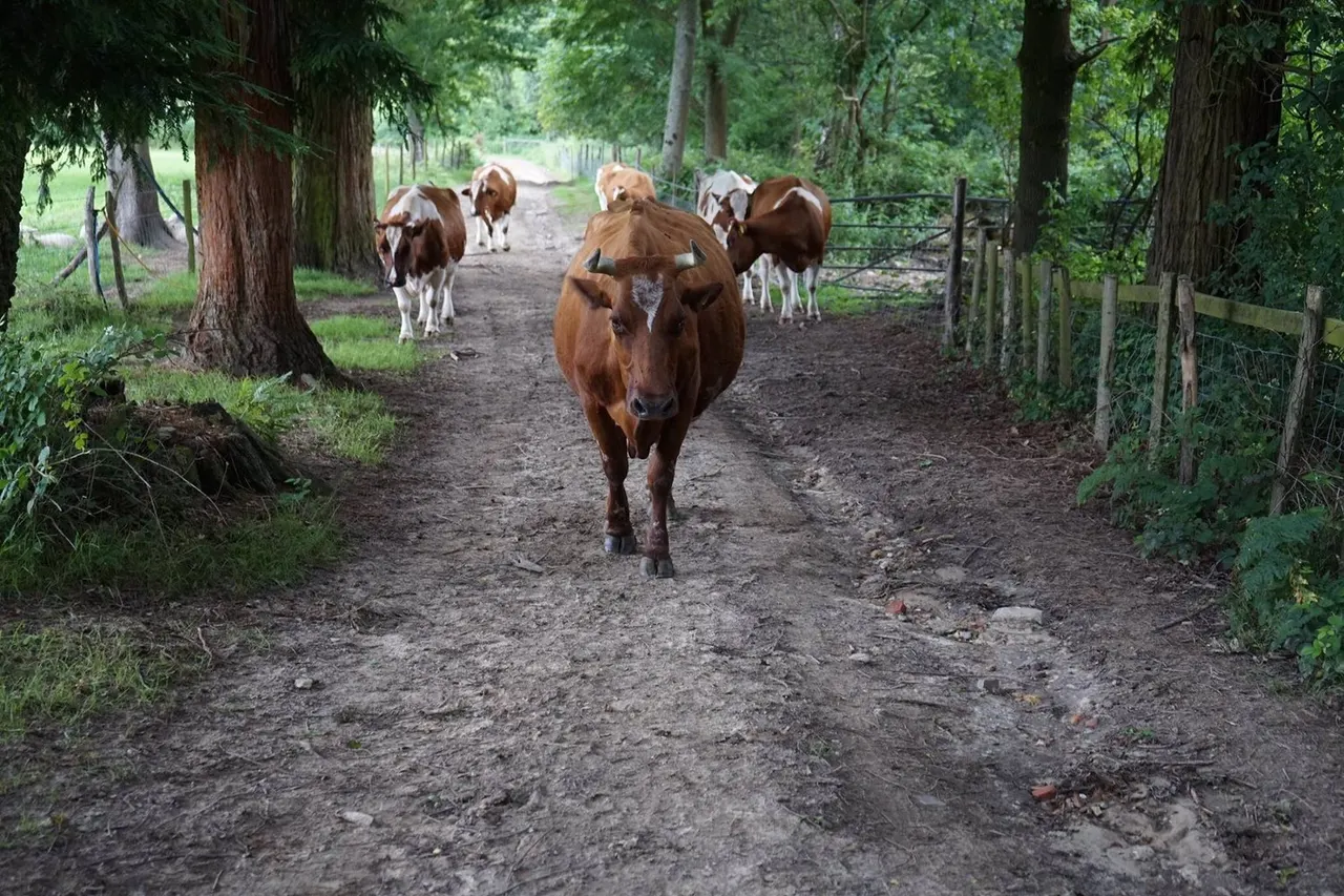 Herd of cattle walking along a tree-lined farm track, with brown and white animals grazing in a pastoral woodland setting.