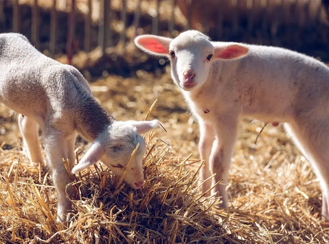 Young white goats eating hay in a sunny farmyard enclosure.