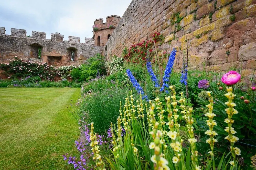 Colourful flower garden with blue delphiniums, pink peonies and yellow flowers in front of stone castle walls with battlements.