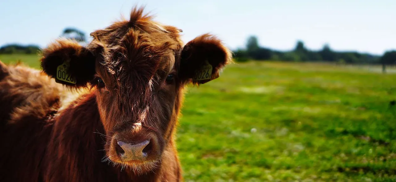 Brown cow with ear tag looking directly at camera in sunny pasture.